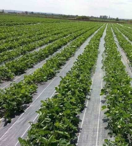 Role 50 m AGROTEXTIL/ Folie Mulcire / Folie Anti-Buruieni 100g/m²