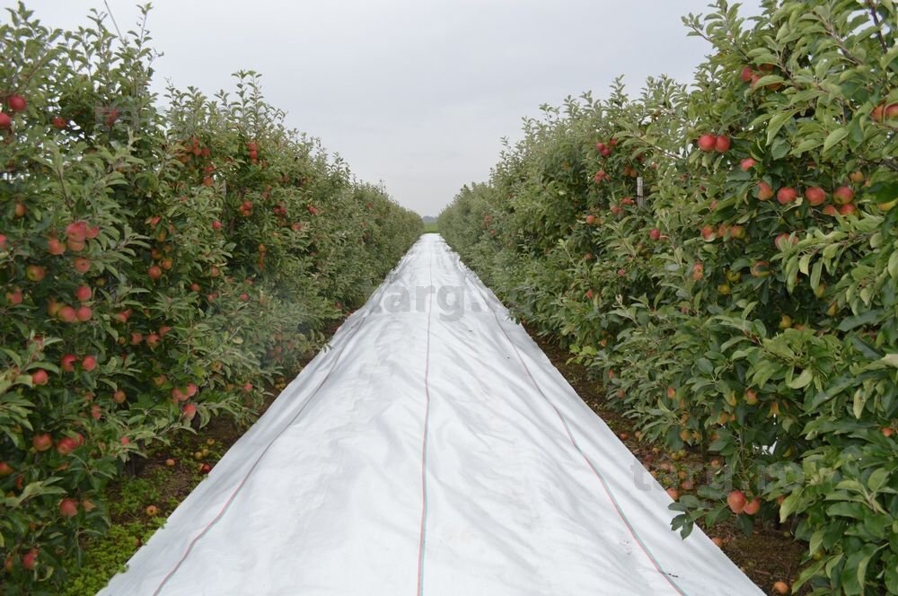 Agrotextil ALB, Tratat UV= IDEAL CULTURI FRUCTE= Coacere Uniforma