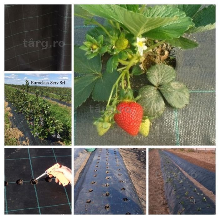 FOLIE AGROTEXTIL=IdealCULTURA AFIN 0.83x100m=290lei; 1.3x100m=400lei;