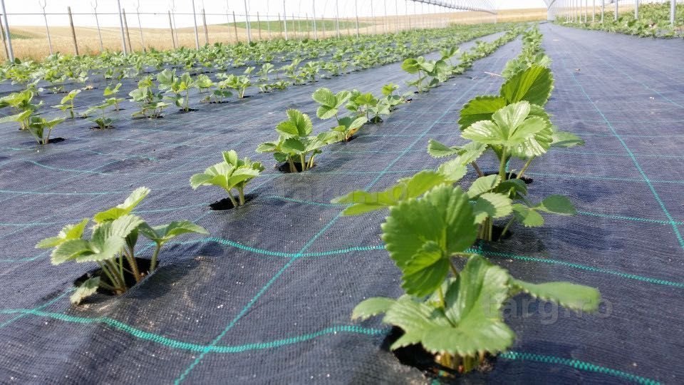 FOLIE AGROTEXTIL 100gr/mp, Garanție 7 ani,UV, 1x25m=90 lei; 2x25m=165