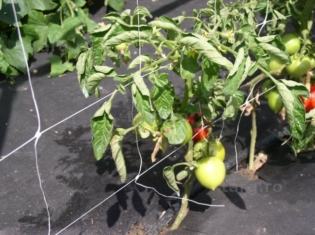 Plasa Sustinere Plante cataratoare(flori, castraveti, fasole)