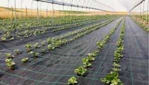 STOP Buruieni Agrotextil Densitate 100g/m² Preturi de producator