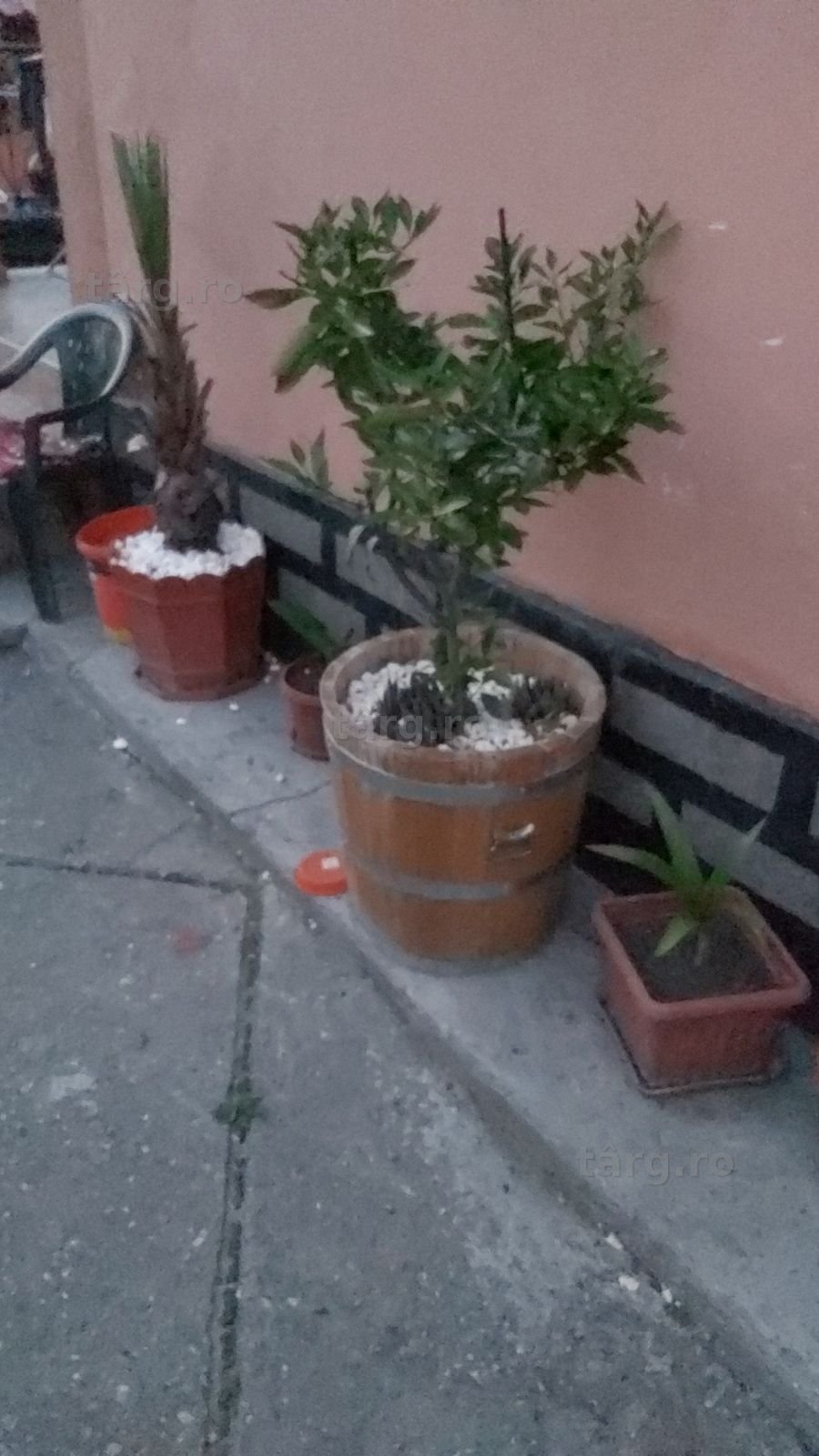 ghivece lemn stejar