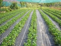Agrotextil Mulcire:0.5m, 1,5m; 2m; 3m; 3,30m; 4,15m; 5,15m CALITATIV