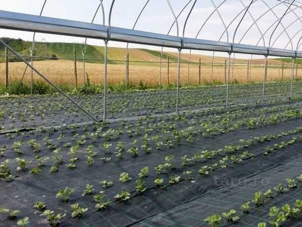 Folie agrotextil PERMEABILA ""  DURATA VIATA 6-7 ANI ""