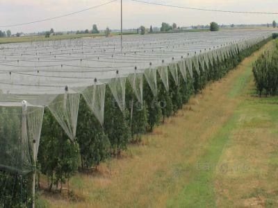 PLASA ANTI-GRINDINA 3x100m-540lei 4x100m-835 lei 5x100m-880lei 6x100m