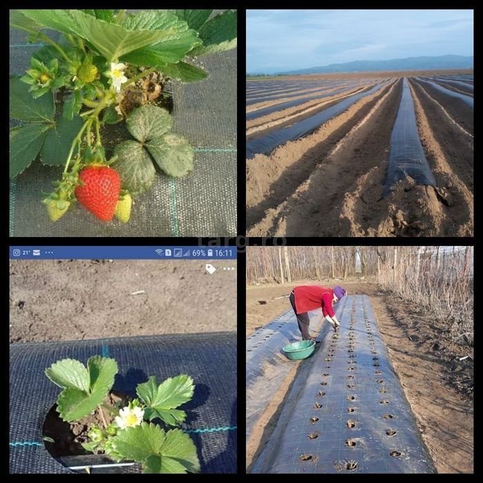 Folie ANTI-BURUIENI/Mulcire=AGROTEXTIL;Rezistent=Tratat-UV/garanție