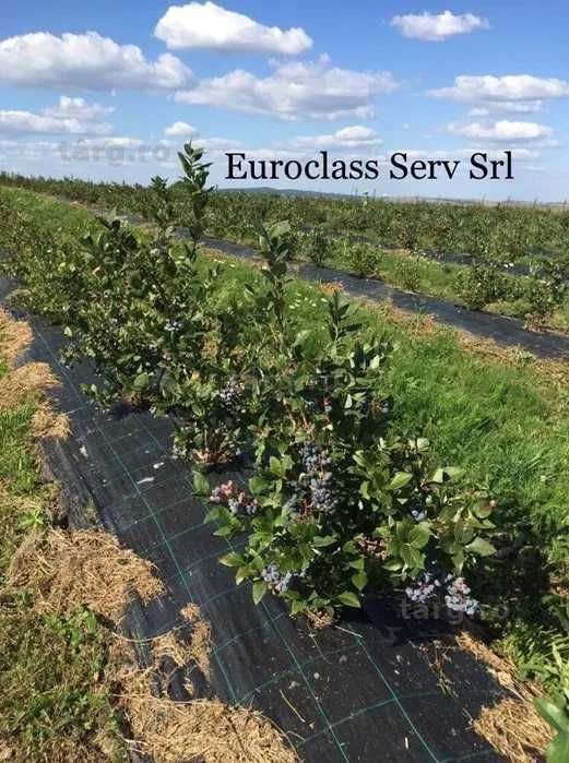 NOU!! agrotexil antiburuieni negru 4.15x25 m 100g/m garantie