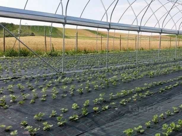 Folie agrotextil antiburuieni 1x50 m garantie 5ani calitate premium