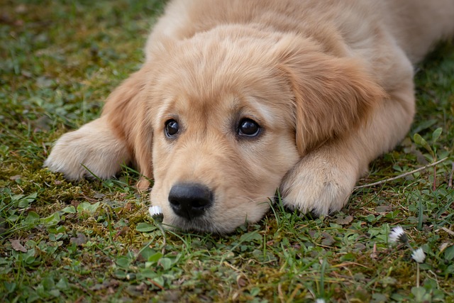 Cățeluși Labrador cu pedigree, vaccinați
