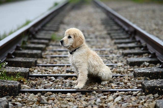 Cățeluși Labrador cu pedigree, vaccinați 2