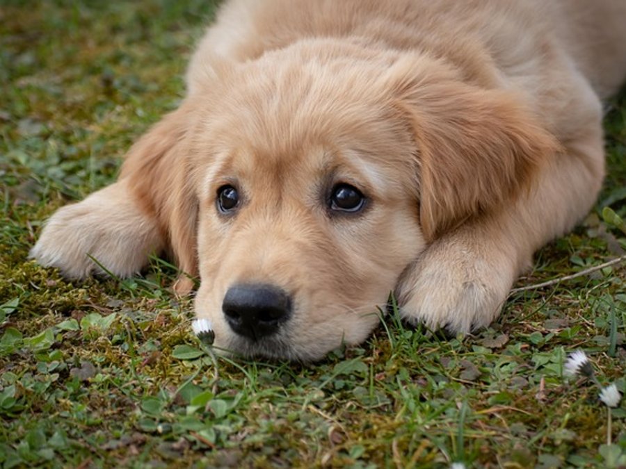 Cățeluși Labrador cu pedigree, vaccinați 3