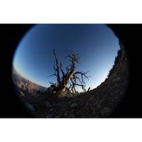 Sony FE 8-14mm F3.5 Fisheye G Lens (Sony E)